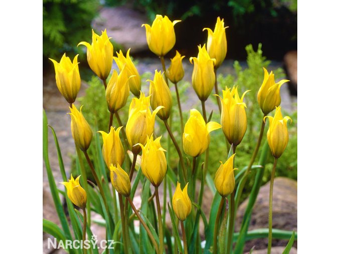 zluty lesni tulipan sylvestris 4