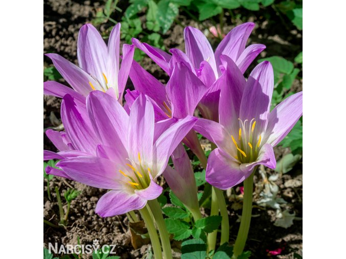 fialový ocún obrovský colchicum giganteum 1