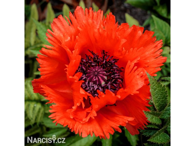 cerveny mak vychodni papaver turkenlouis 1