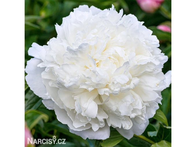 bila pivonka alba plena 1