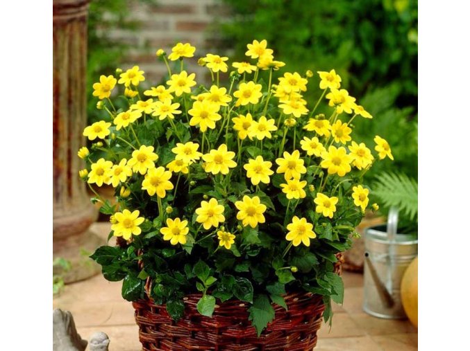 Jiřina Topmix Yellow 03