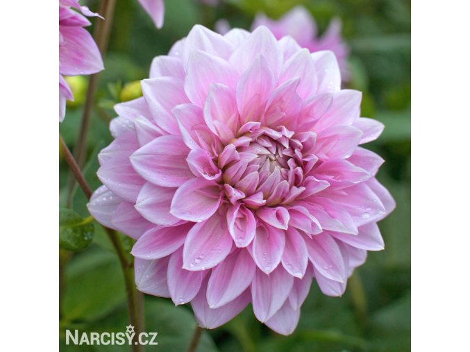 ruzova jirina lavender perfection 1