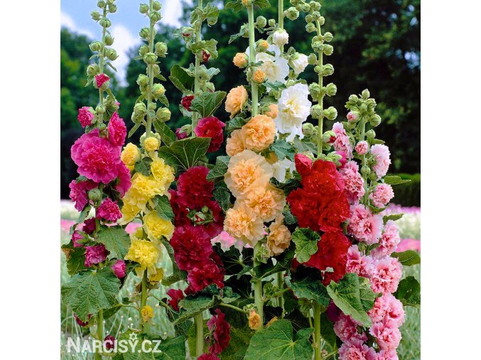 slezova ruze plnokveta smes mix 1