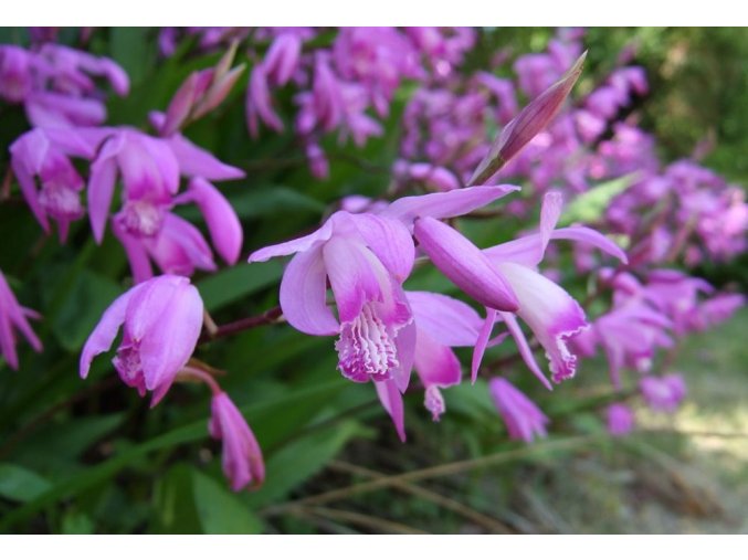 Bletilla striata 10