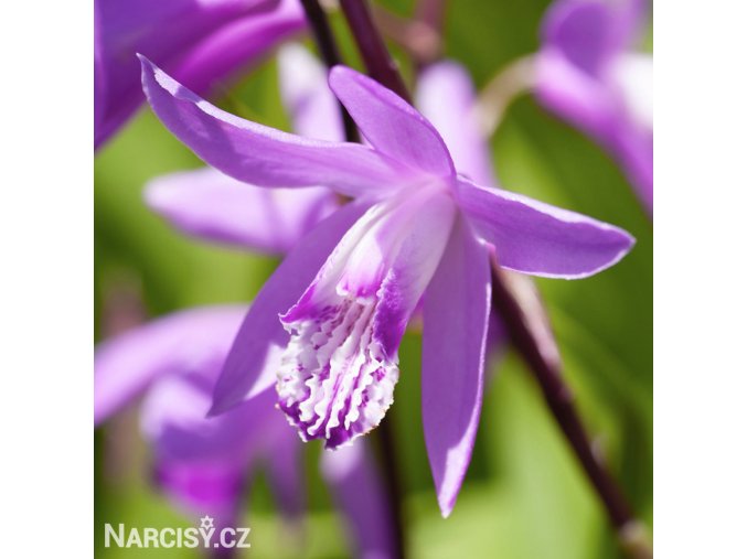 ruzova orchidej vzprimena bletilla striata 1