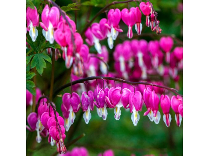 Dicentra 1