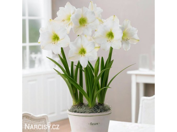 bílý hvězdník amaryllis christmas gift 3