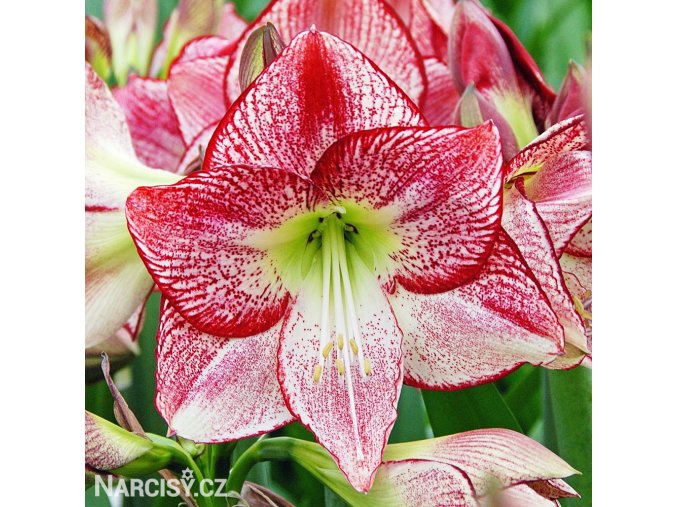 červenobílý hvězdník amaryllis flamenco 1