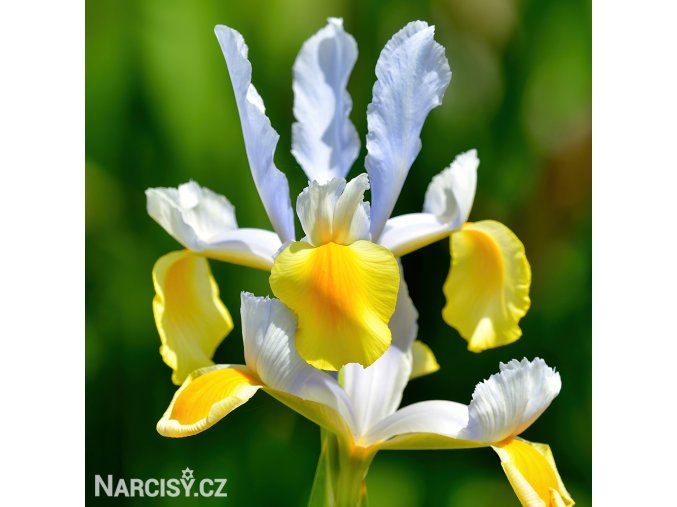 žlutobílý kosatec iris apollo hollandica 1
