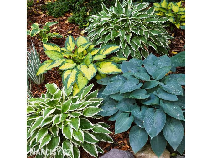 bohyska hosta smes mix 1