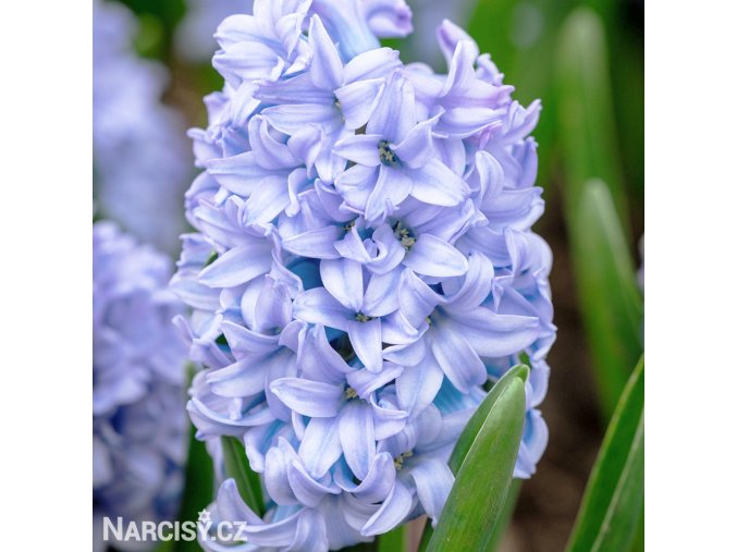 svetle modry hyacint sky jacket 1