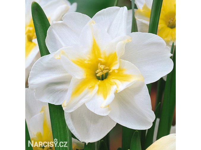 bílý narcis split lemon beauty 2