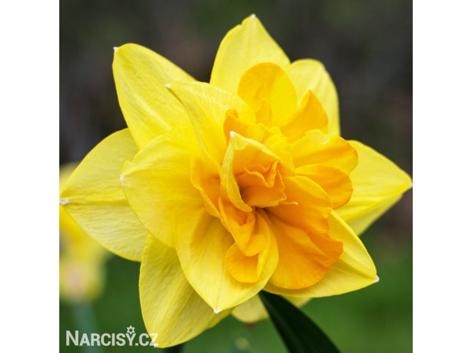 žlutý plnokvětý narcis apotheose 1