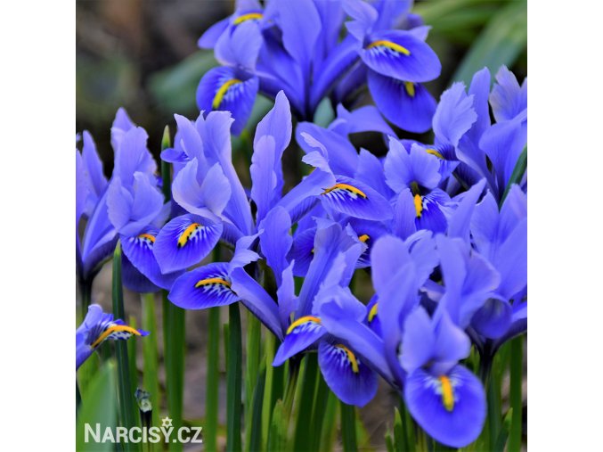 modrý kosatec iris harmony reticulata 1
