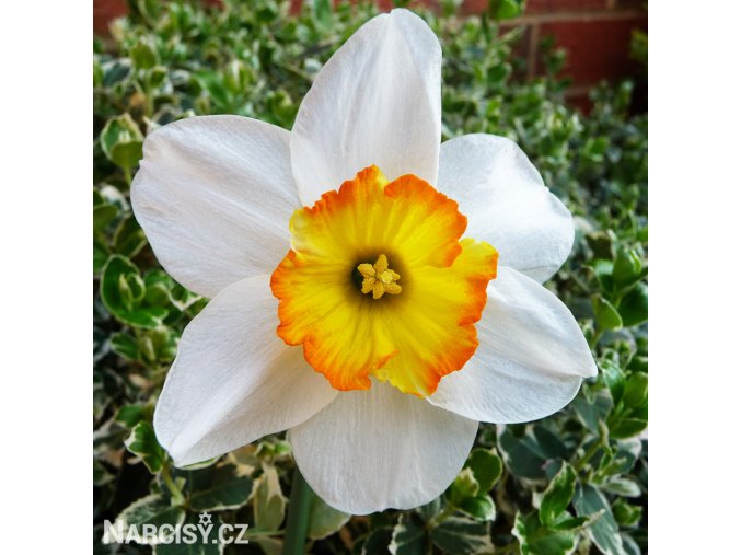 bílý narcis june allyson 6