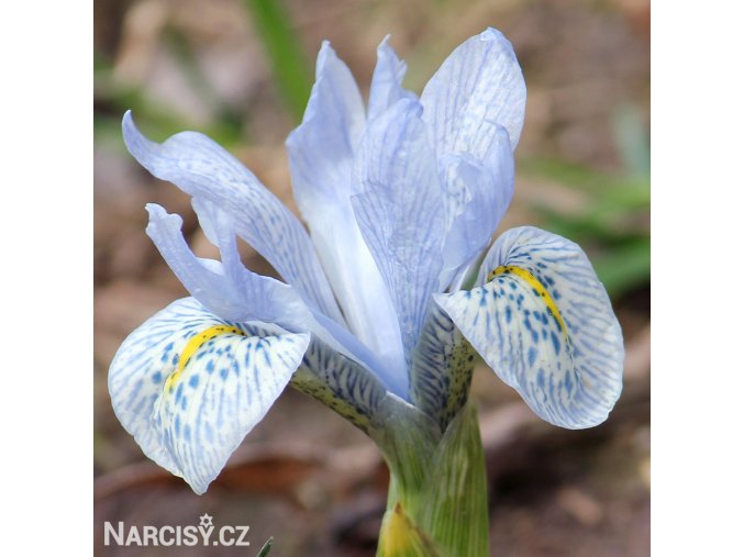 bledě modrý kosatec katharina iris reticulata 1