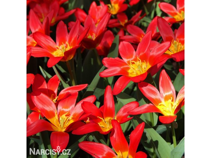 cerveny tulipan kaufmanniana scarlet baby 1