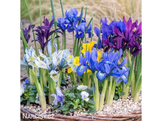 směs nízkých kosatců iris reticulata mix 1