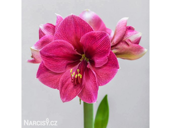 růžový hvězdník amaryllis pink rival 1