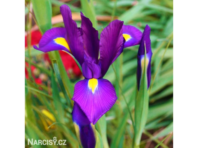 fialový kosatec iris purple sensation 1