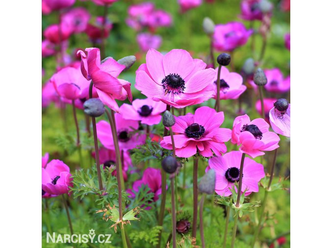 sasanka anemone sylphide 3