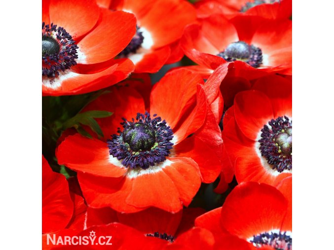 sasanka anemone hollandia 4