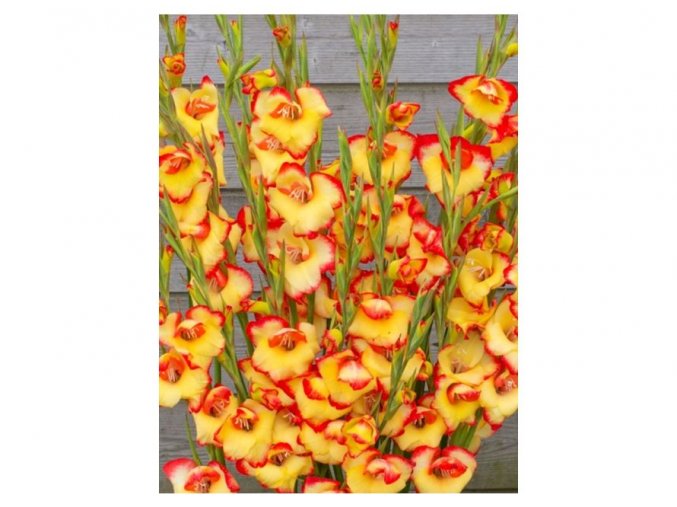 Gladiol Las Vegas 03