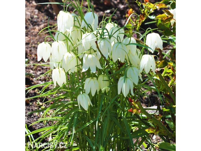 bílý řebčík fritillaria meleagris alba 4