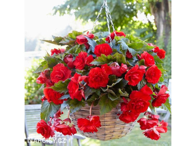 cervena plnokveta begonie previsla 1