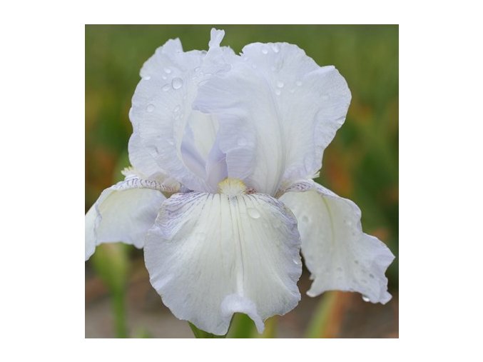 Iris english cottage 01