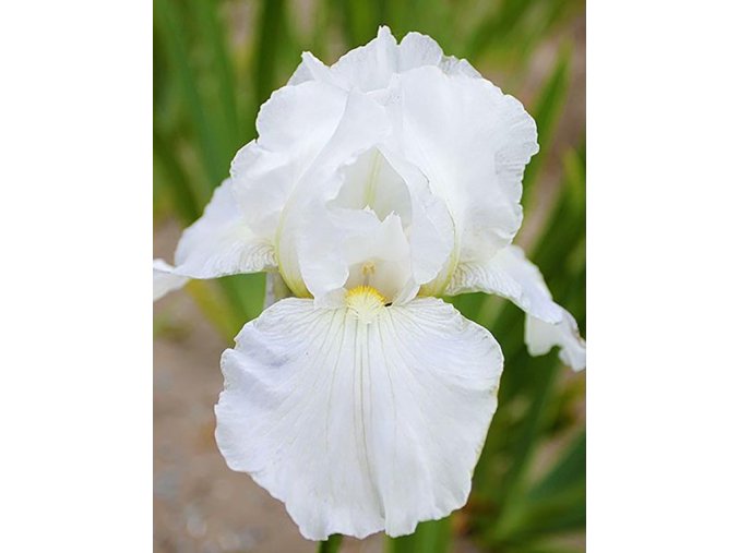 Iris Immortality 04