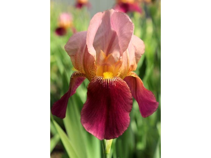 Iris - Indian Chief  Germanica