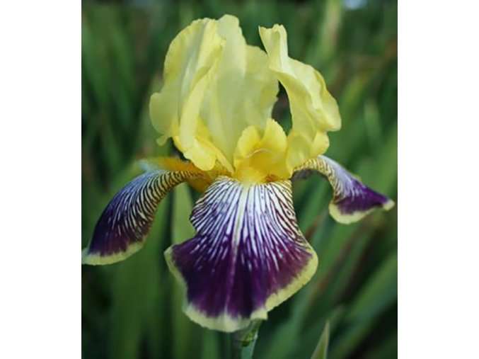 Iris nibelungen 04