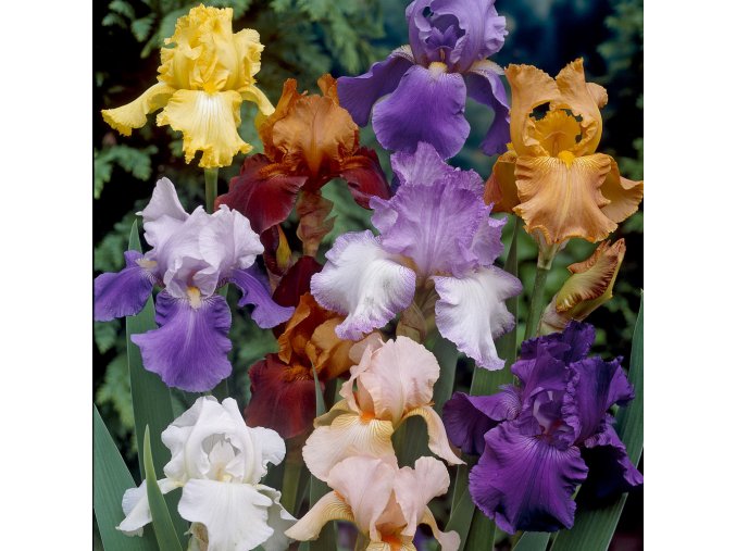 Iris Germanica Mix 01