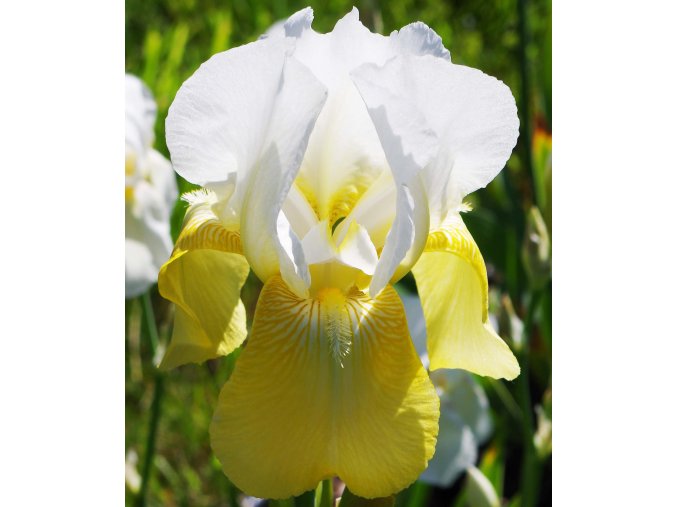 Iris Pinnacle 01
