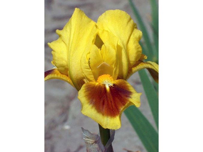 Iris Curio 01