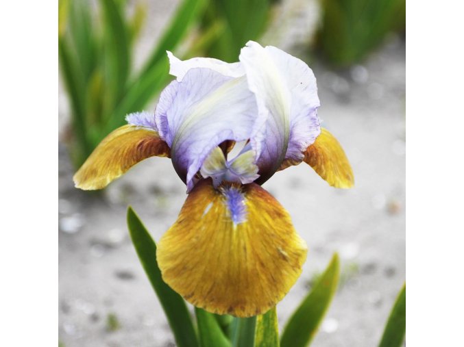 Iris hocus pocus 02
