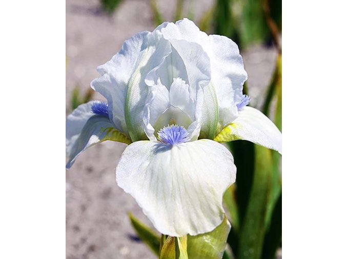 Iris Westar 02
