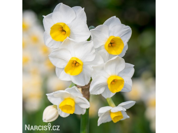 bíložlutý vícekvětý narcis avalanche 1