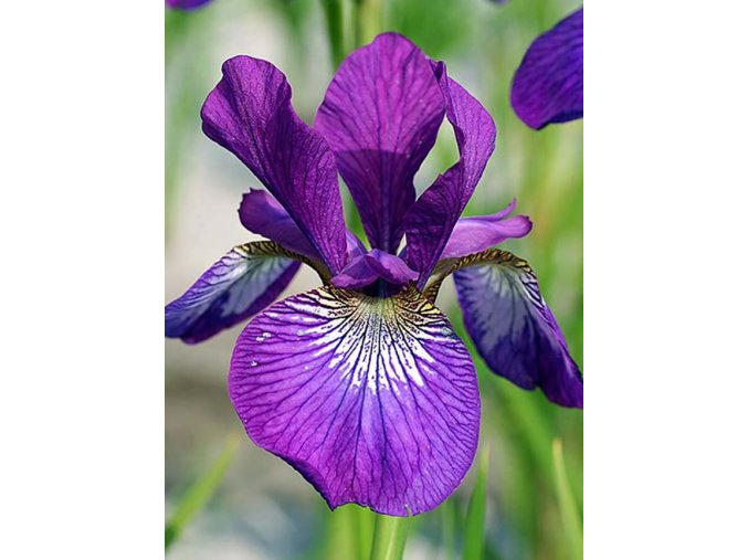 Iris Wine Wings 02