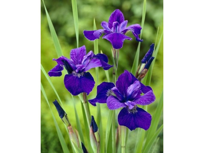 Iris Ceasars Brother 02