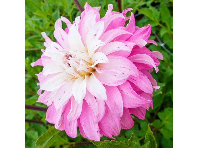 Jiřina Pink petticoat 01