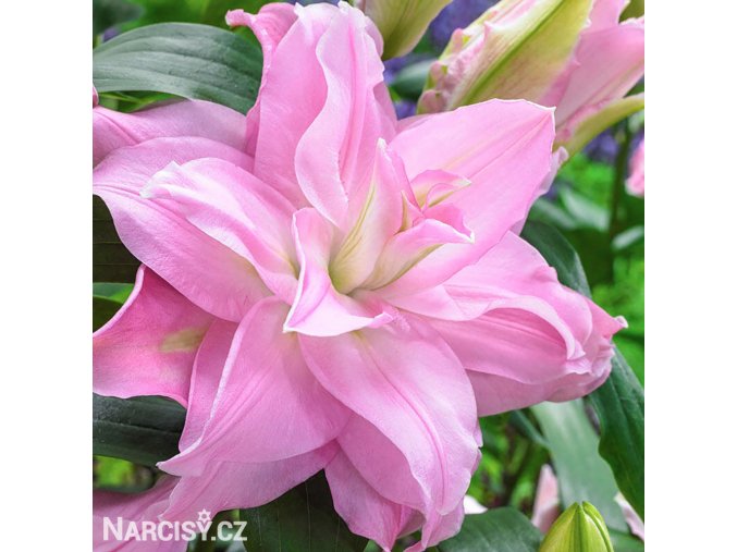 ruzova Lilie Roselily Editha 1