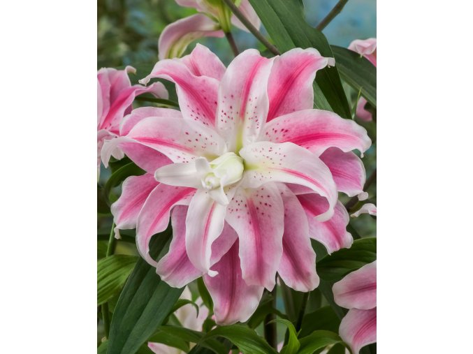 Lilie Sweet Rosy 01