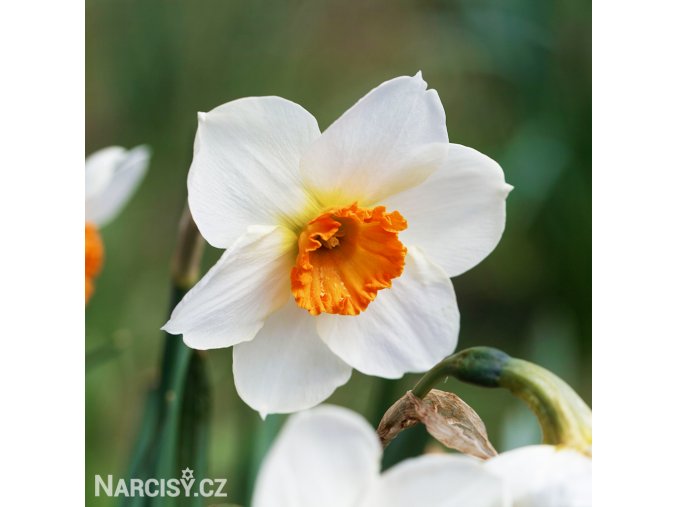 bílooranžový narcis barret browning 1