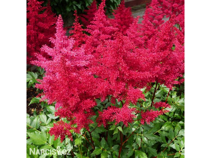 ruzova cechrava Astilbe japonica Bonn 1