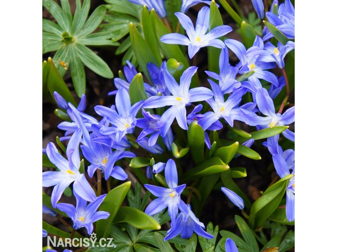 ladonička modrá chionodoxa blue 1