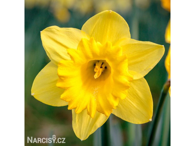 žlutý narcis dutch master 1