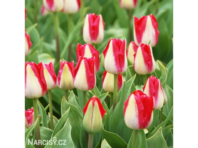 bilocerveny tulipan alectric 8