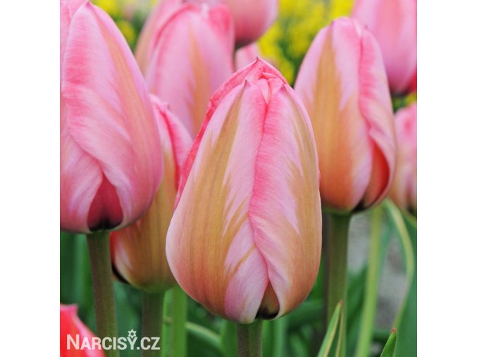 růžový tulipán design impression 1